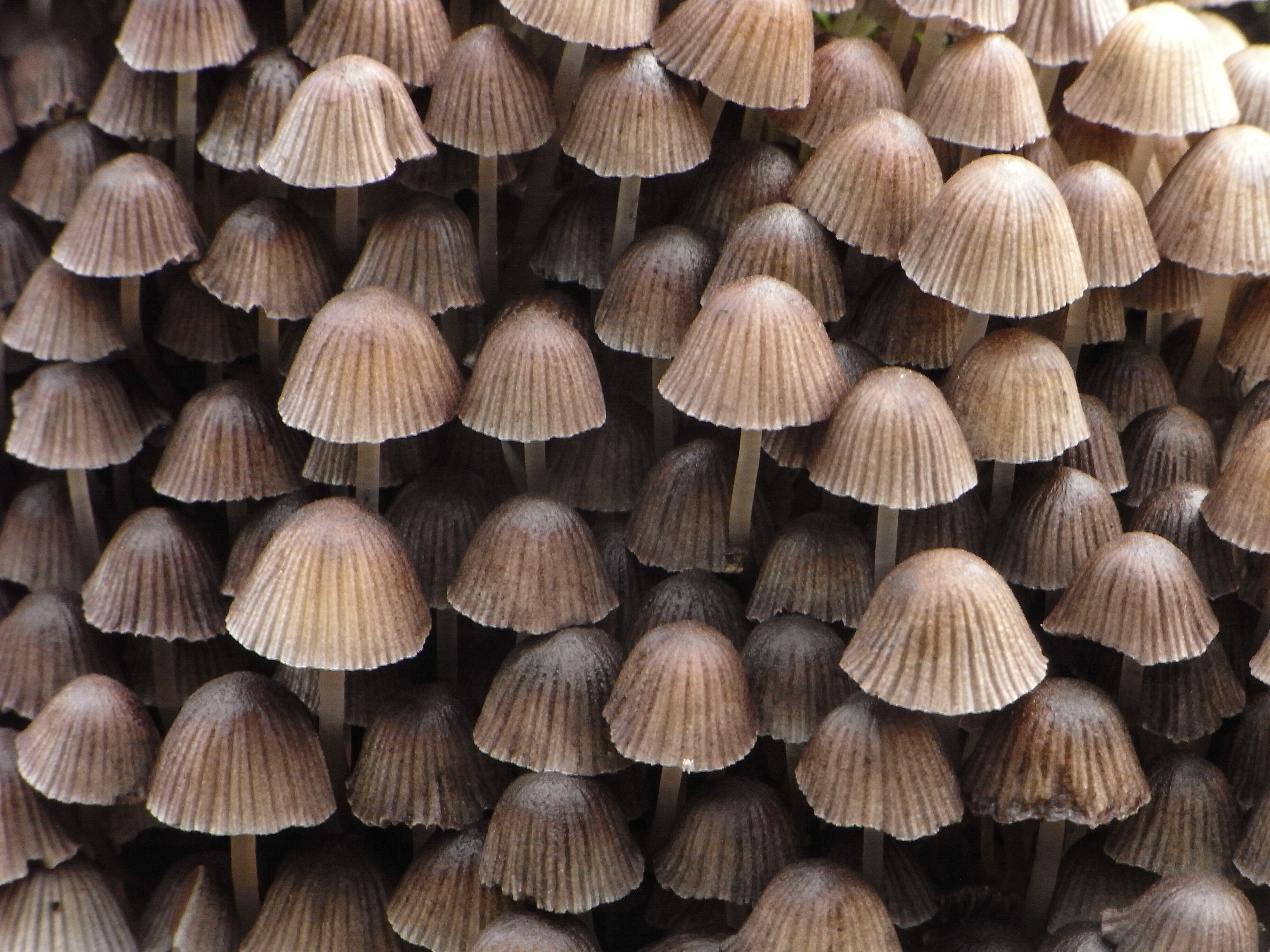 Coprinellus disseminatus (door Roeland Enzlin)