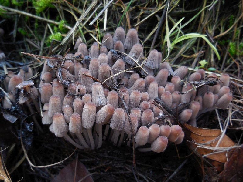 Coprinellus marculentus (door Marian Jagers)