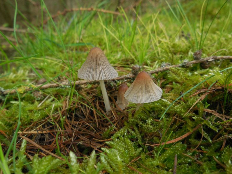 Coprinellus velatopruinatus (door Marian Jagers)