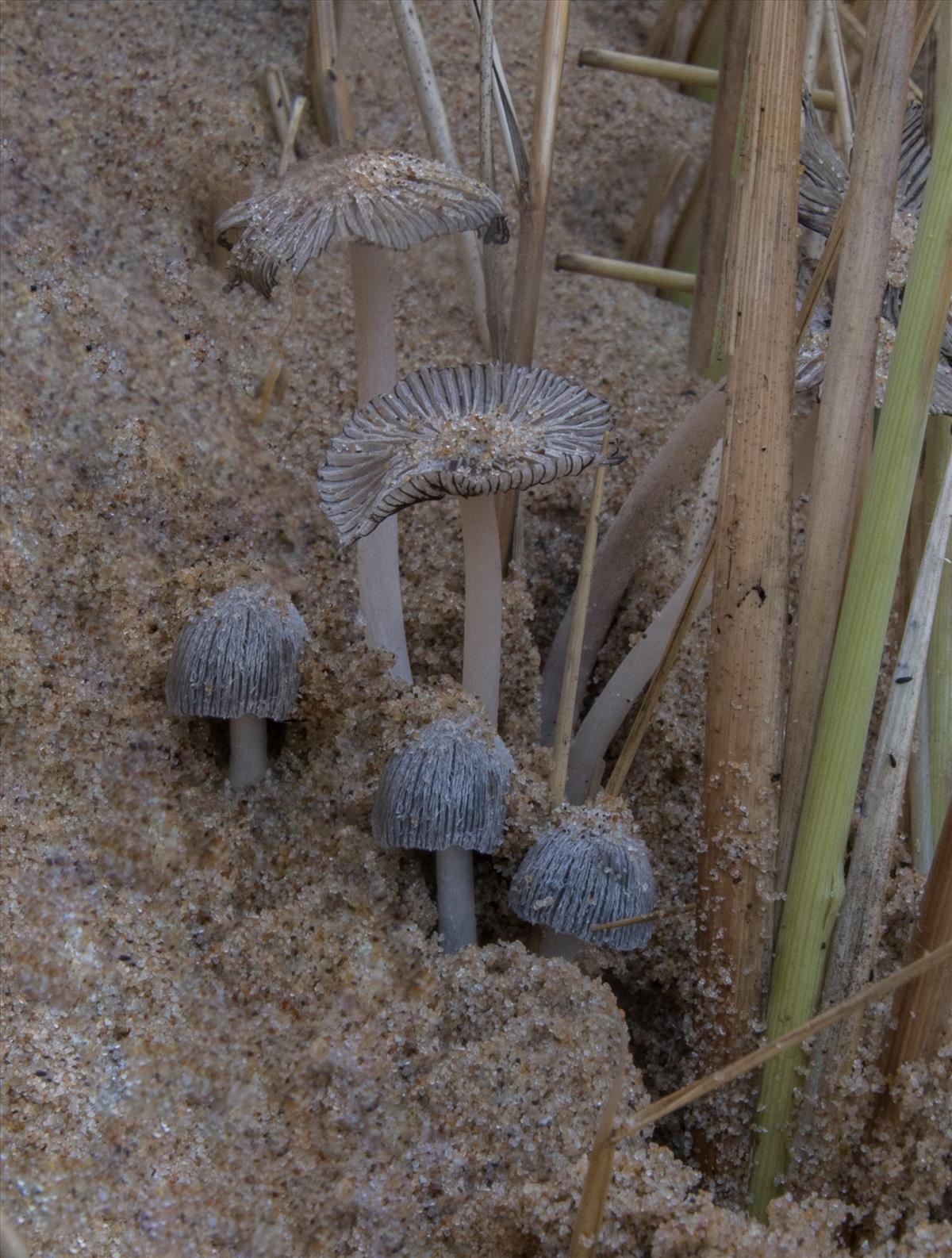 Coprinopsis ammophilae (door Leo Jalink)