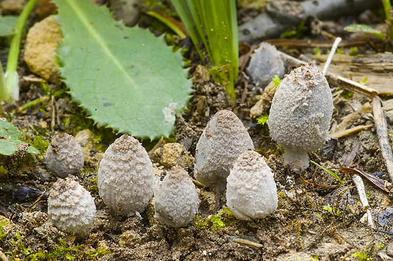 Coprinopsis narcotica (door Nico Dam)