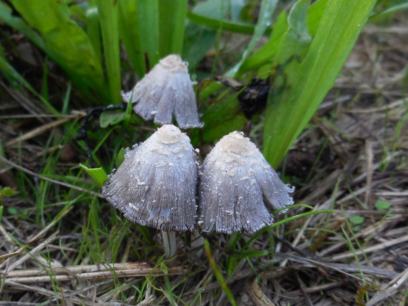 Coprinopsis pseudofriesii (door Marian Jagers)