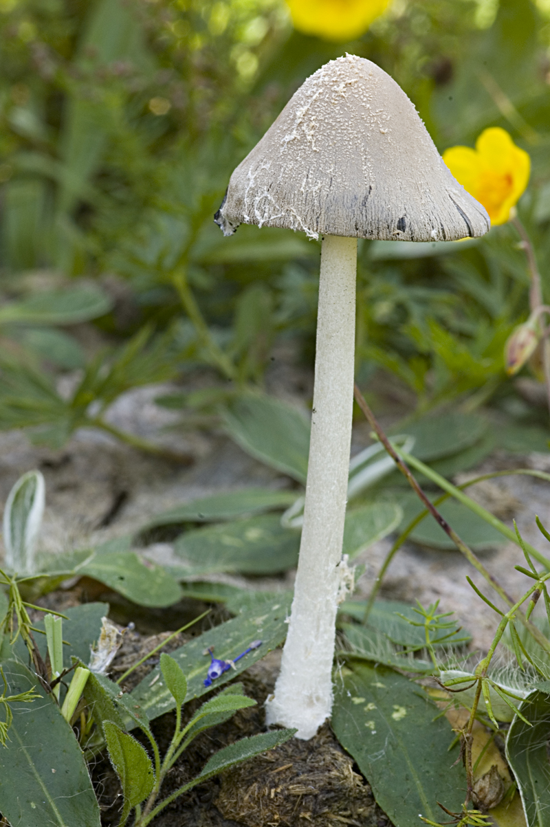 Coprinopsis pseudonivea (door Nico Dam)