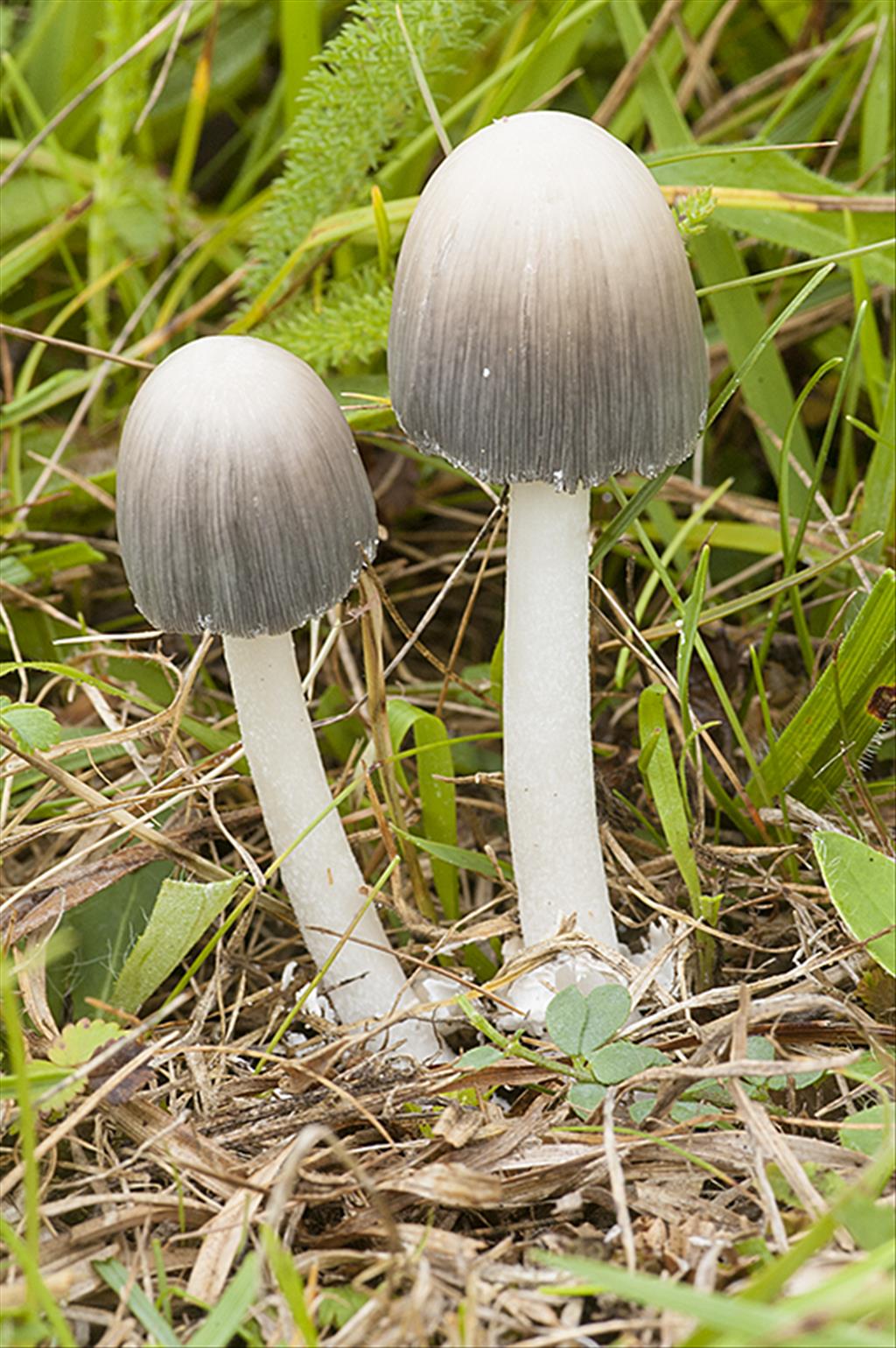 Coprinopsis stangliana (door Nico Dam)