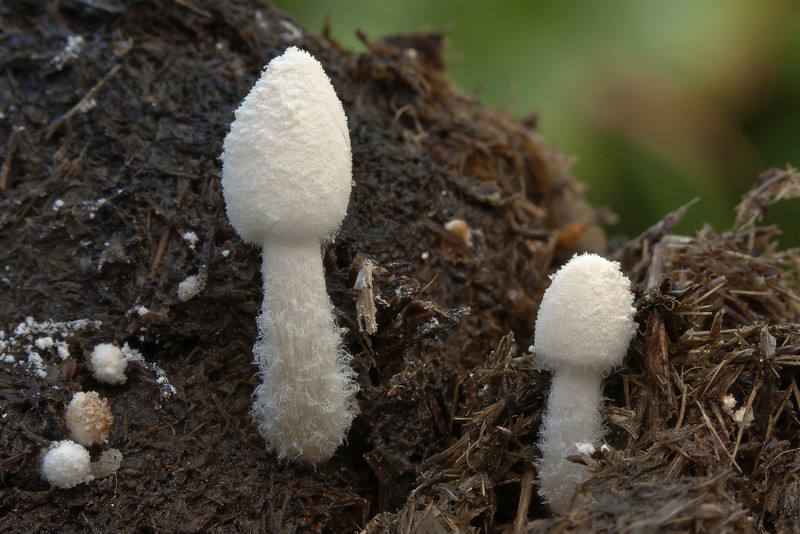 Coprinopsis nivea (door Gerben Winkel)