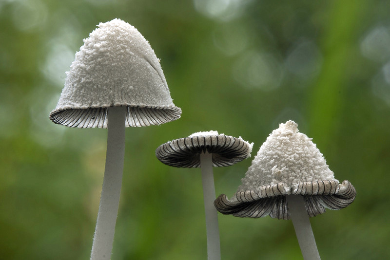 Coprinopsis nivea (door Gerben Winkel)