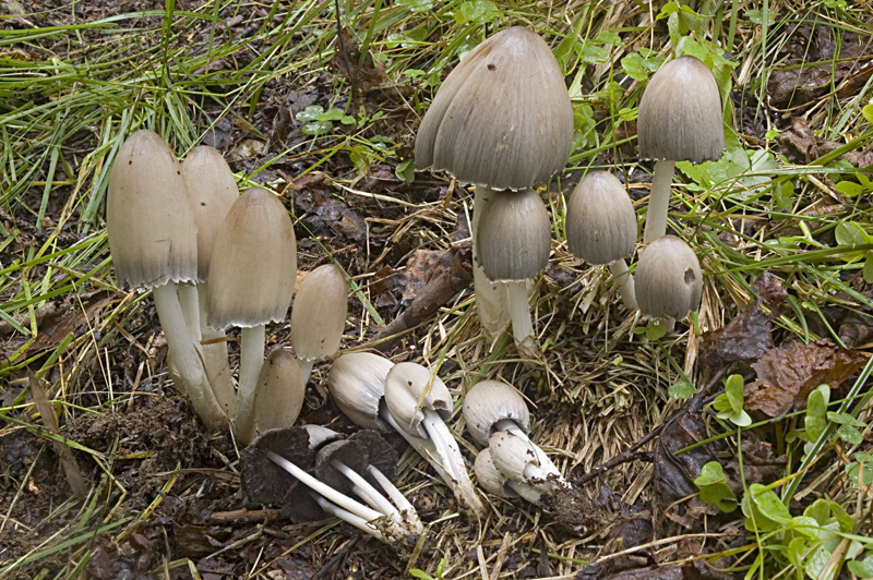 Coprinopsis acuminata (door Nico Dam)