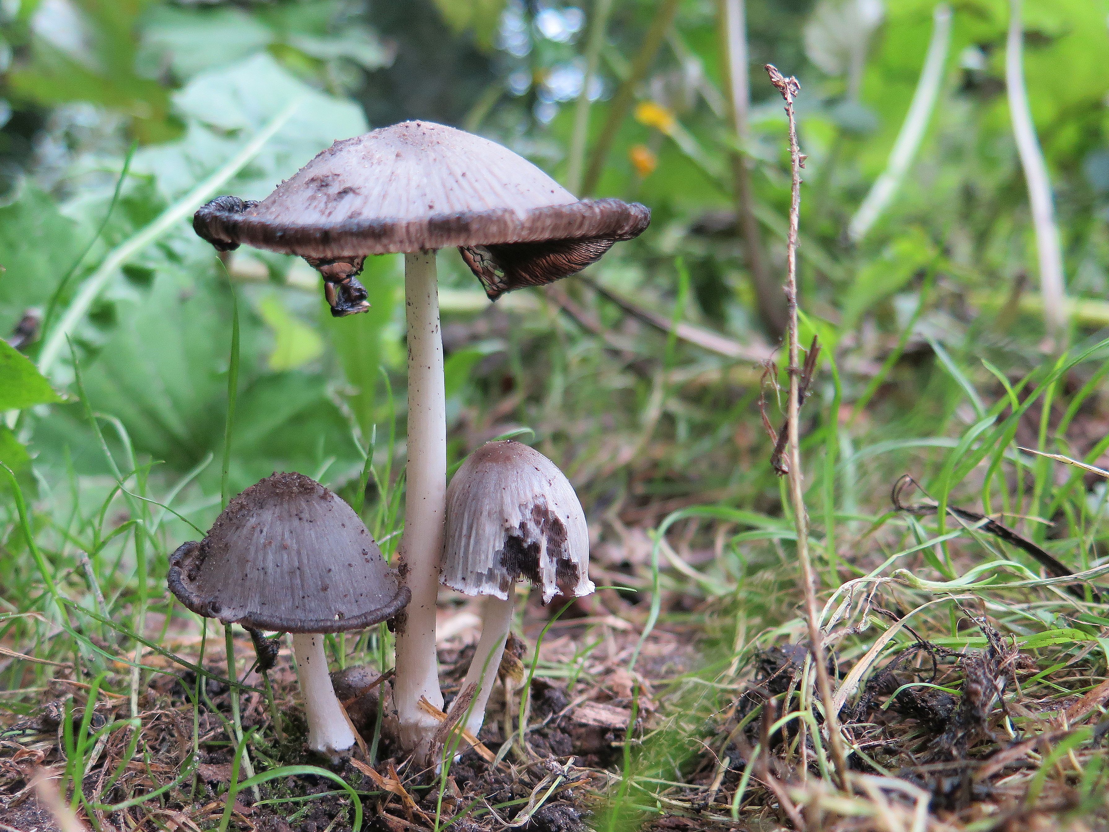 Coprinopsis atramentaria (door John den Daas)