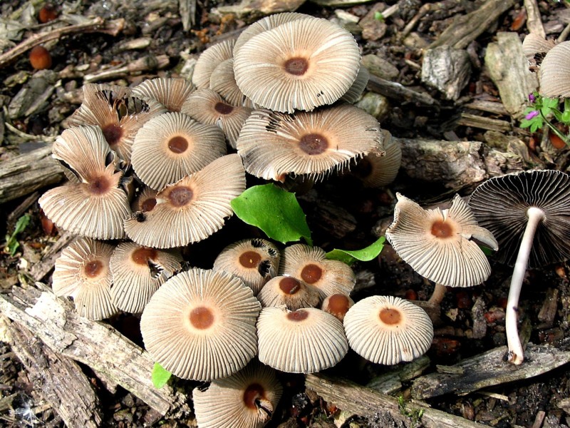 Parasola auricoma (door Martijn Oud)