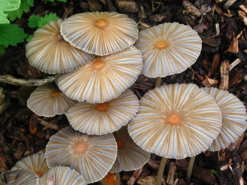 Parasola auricoma (door Martijn Oud)