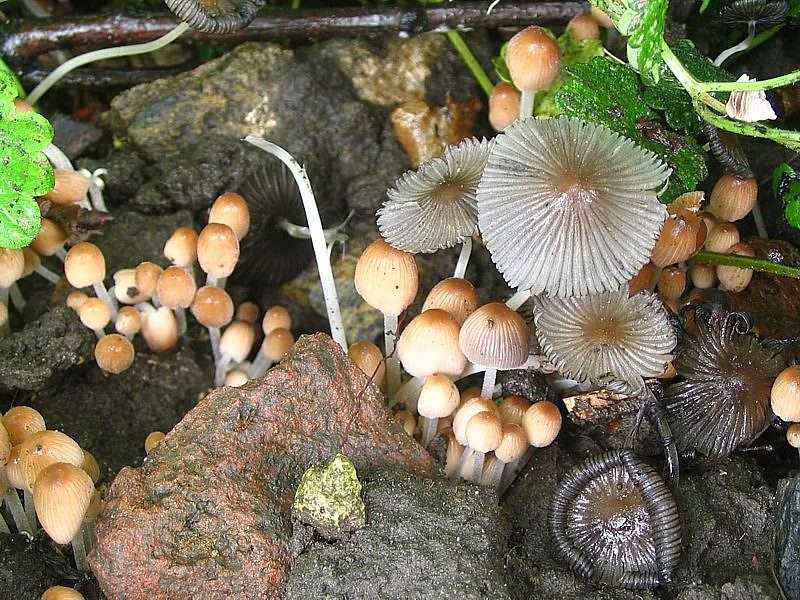 Coprinellus callinus (door Martijn Oud)