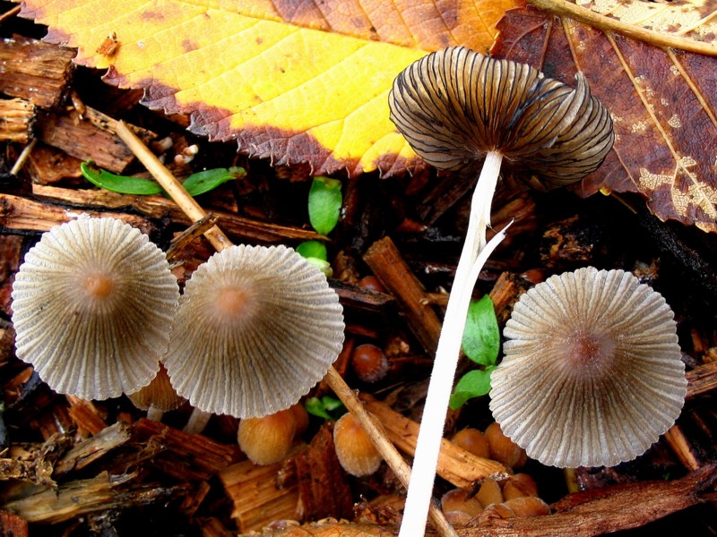 Coprinellus callinus (door Martijn Oud)