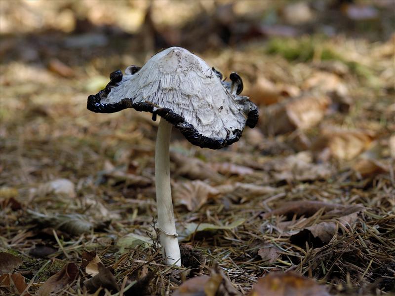 Coprinus comatus (door Ab H. Baas)