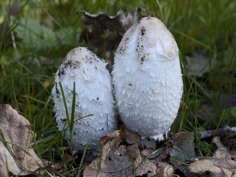 Coprinus comatus (door Ab H. Baas)