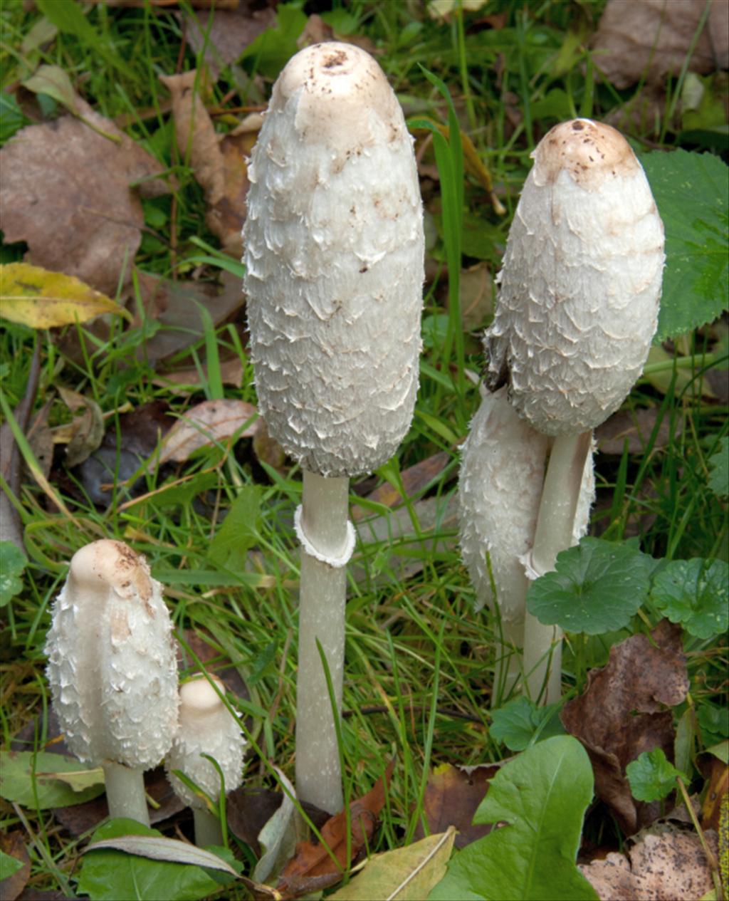 Coprinus comatus (door Aldert Gutter)