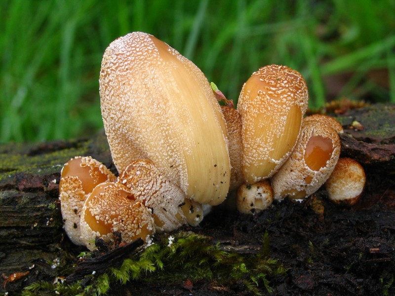 Coprinellus domesticus (door Martijn Oud)