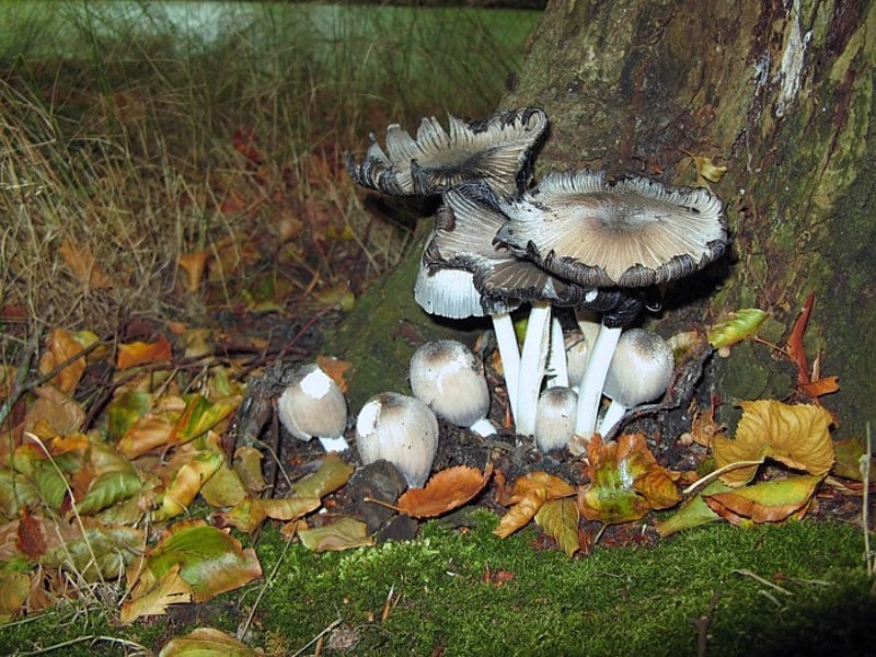 Coprinopsis insignis (door Martijn Oud)