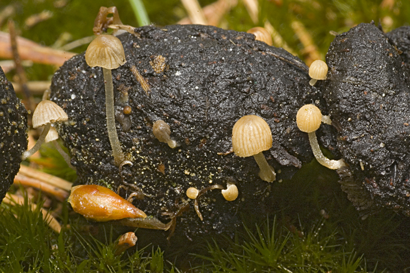 Coprinopsis parvula (door Nico Dam)