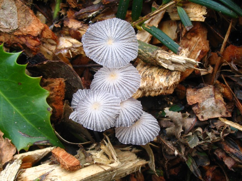 Coprinopsis patouillardii (door Martijn Oud)