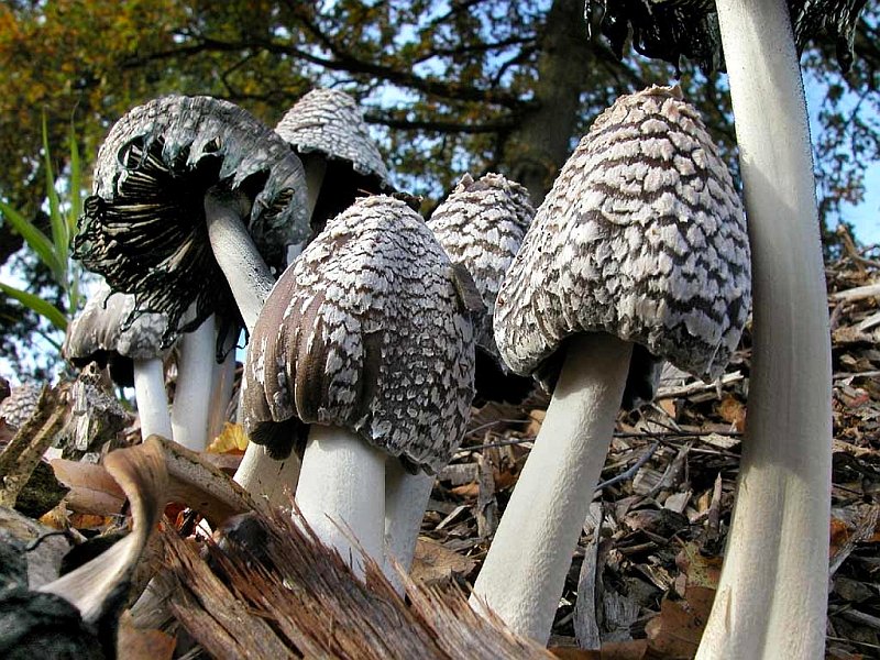 Coprinopsis picacea (door Gerben Winkel)