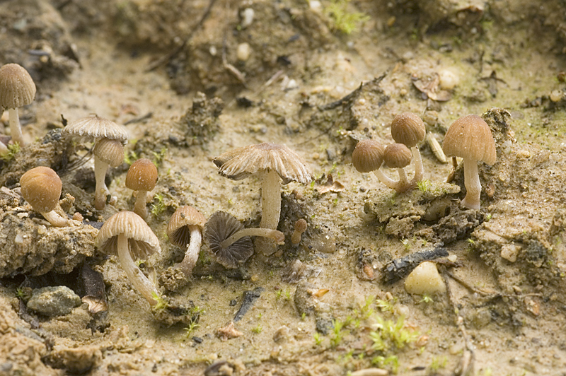 Coprinellus pyrrhanthes (door Nico Dam)