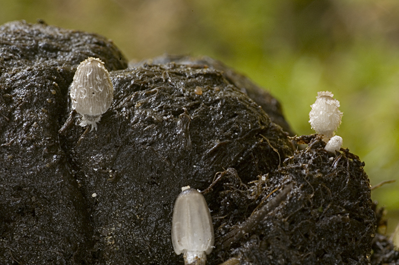 Coprinopsis radiata (door Nico Dam)