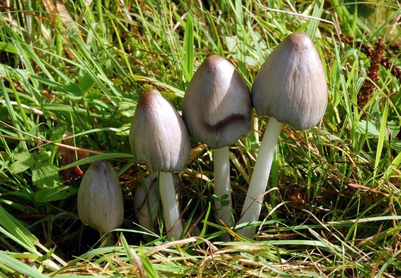 Coprinopsis acuminata (door Jan van Asselt)