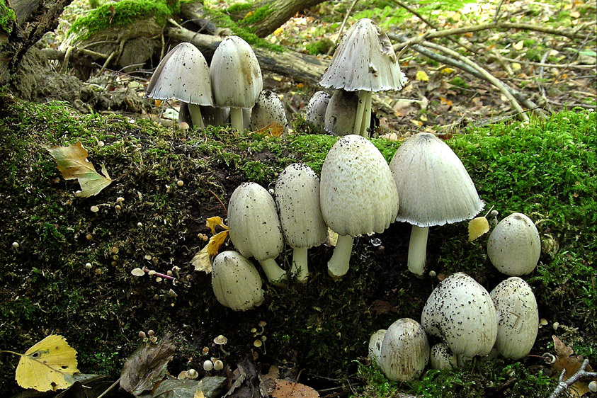 Coprinopsis atramentaria (door Henk Huijser)