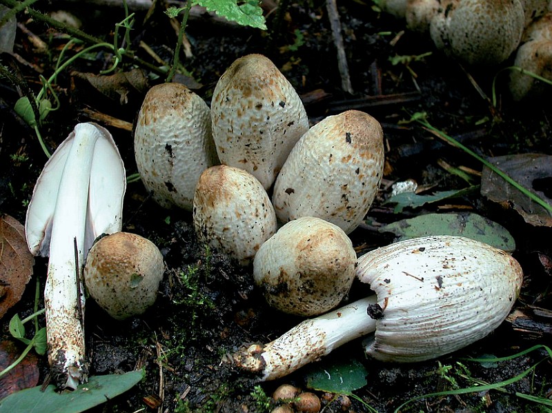 Coprinopsis atramentaria (door Jaques Gouraud)