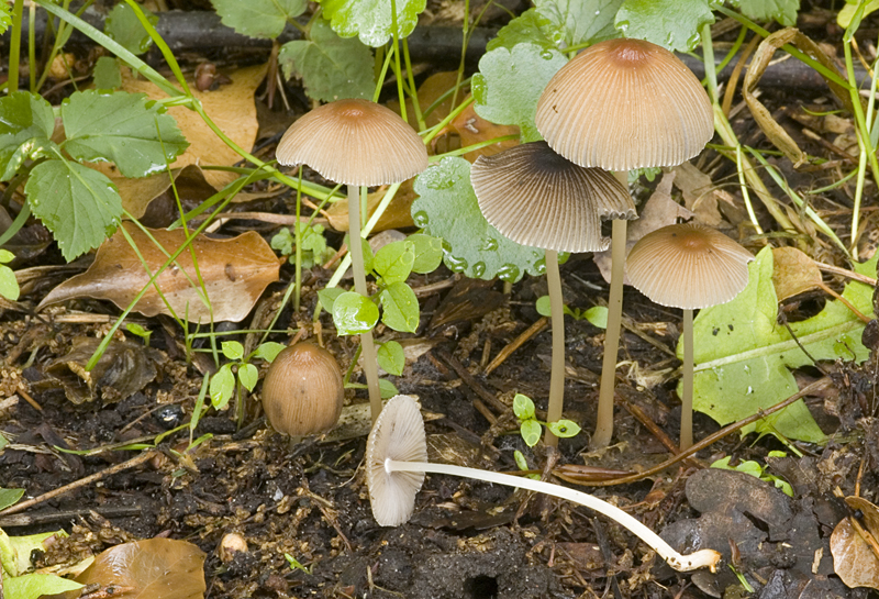 Parasola auricoma (door Nico Dam)