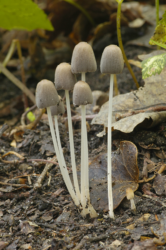 Coprinellus callinus var. callinus (door Nico Dam)