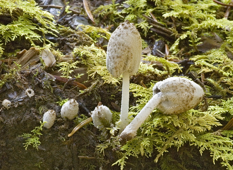 Coprinopsis cinereofloccosa (door Nico Dam)