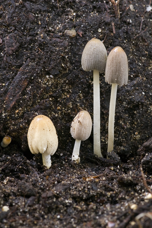 Coprinellus congregatus (door Nico Dam)