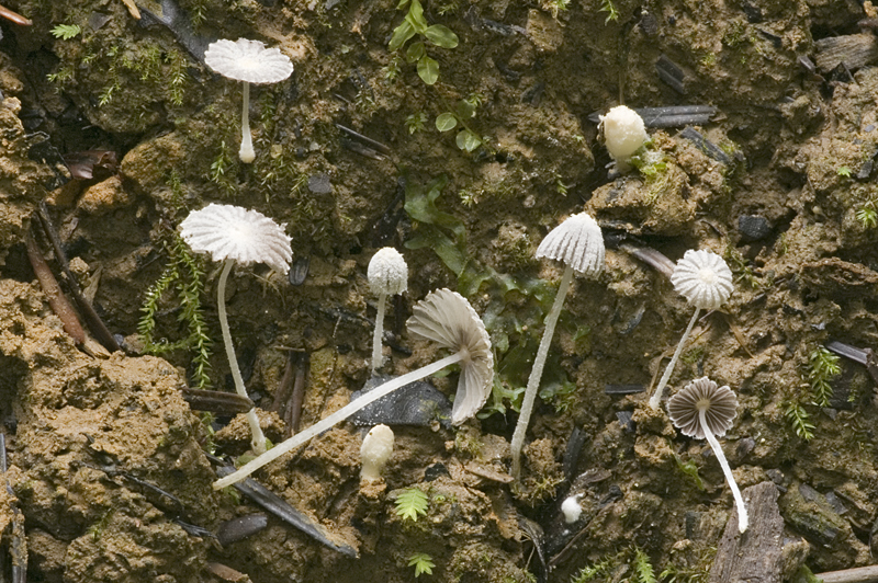 Coprinopsis cortinata (door Nico Dam)