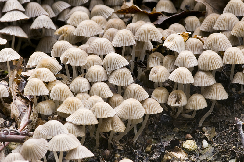 Coprinellus disseminatus (door Nico Dam)