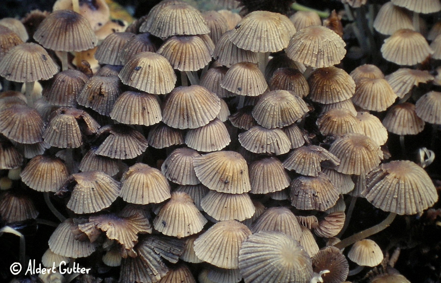 Coprinellus disseminatus (door Aldert Gutter)