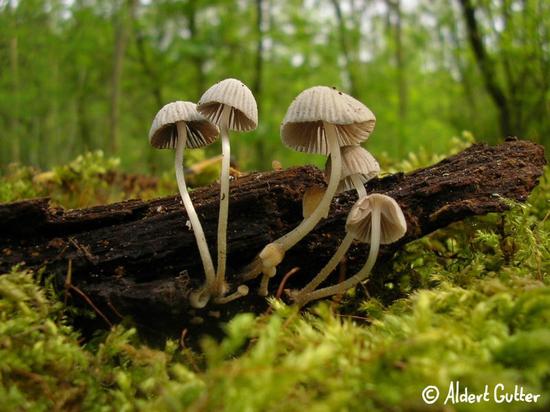 Coprinellus disseminatus (door Aldert Gutter)