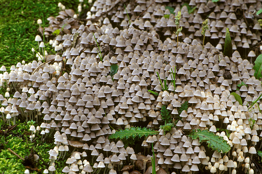 Coprinellus disseminatus (door Henk Huijser)