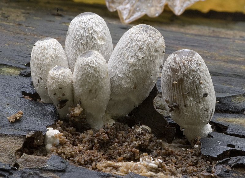 Coprinopsis echinospora (door Nico Dam)