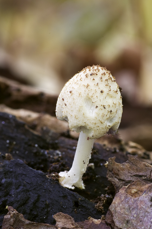 Coprinellus ellisii (door Nico Dam)