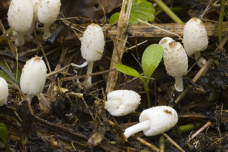 Coprinopsis friesii (door Nico Dam)