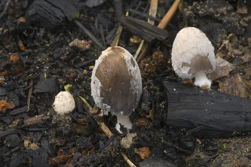 Coprinopsis gonophylla (door Nico Dam)