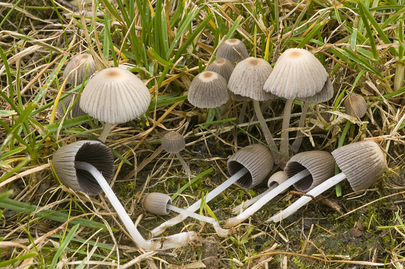 Coprinellus hiascens (door Nico Dam)