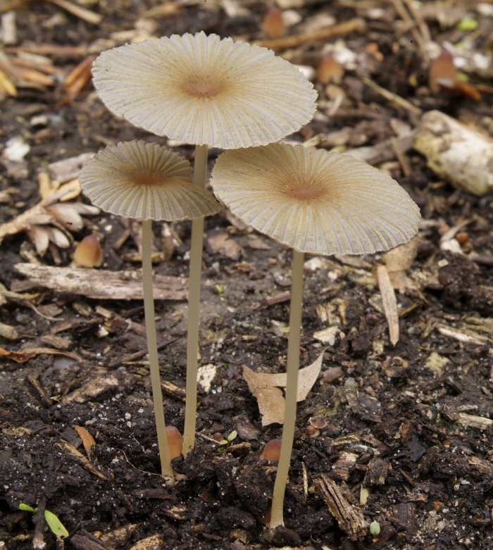 Parasola lilatincta (door L.A.)