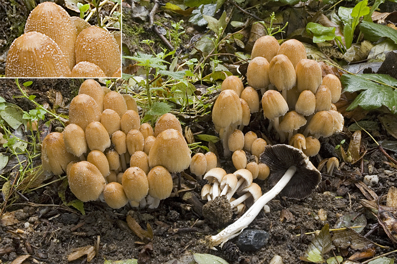 Coprinellus micaceus (door Nico Dam)