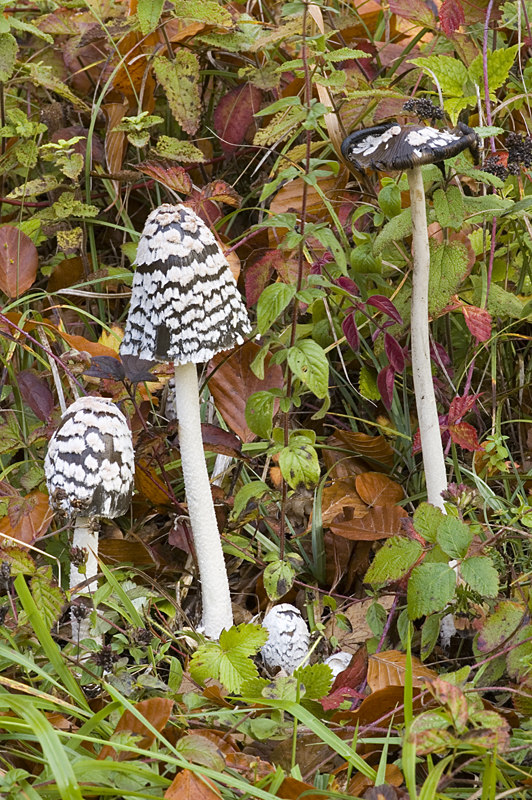 Coprinopsis picacea (door Nico Dam)