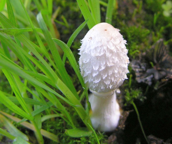 Coprinus sterquilinus (door Marian Jagers)