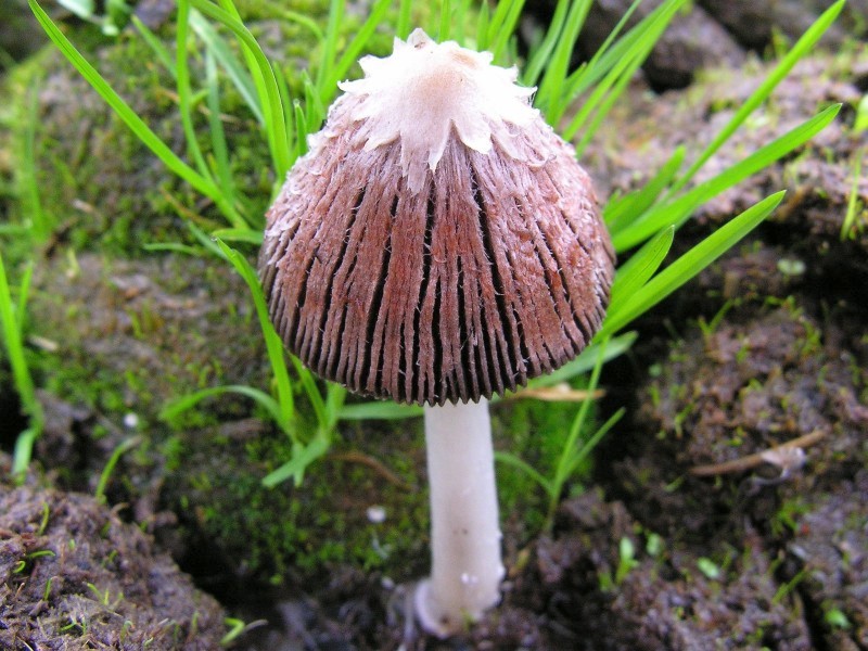 Coprinus sterquilinus (door Marian Jagers)