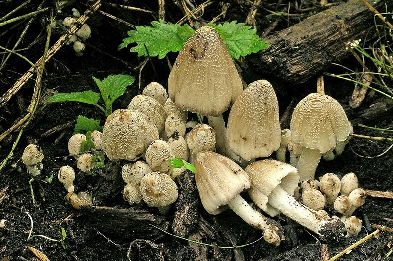 Coprinopsis strossmayeri (door Henk Huijser)