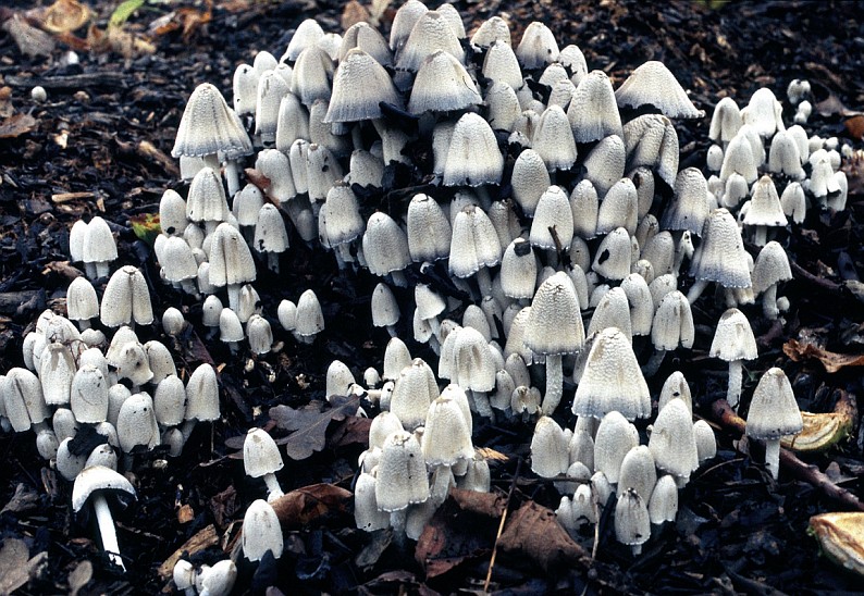 Coprinopsis strossmayeri (door Lenie Bakker)